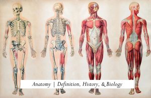 Anatomy | Definition, History, & Biology