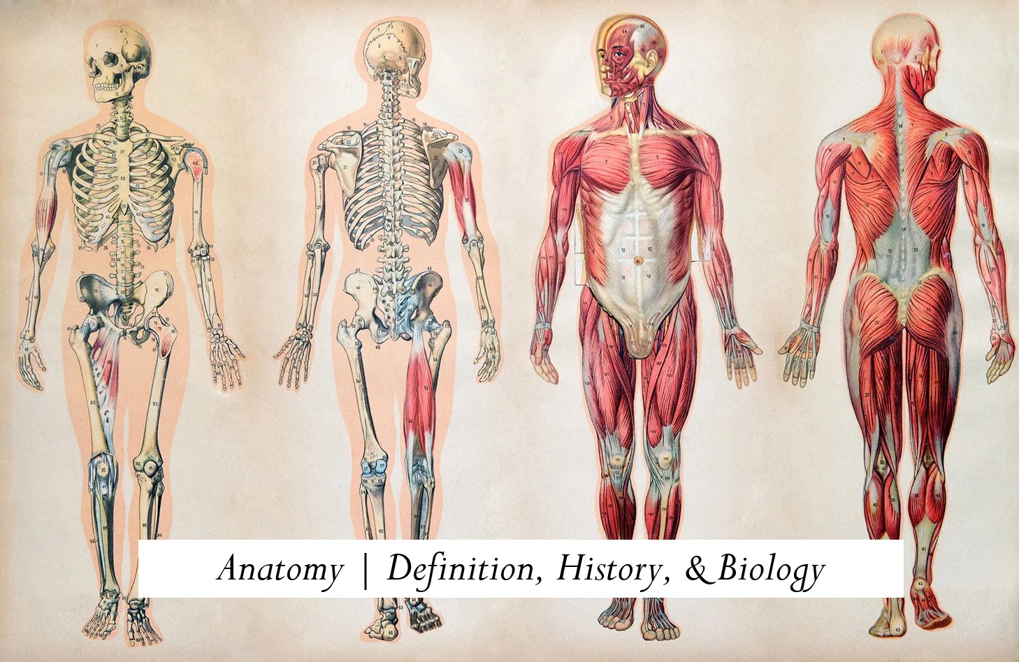 Anatomy | Definition, History, & Biology