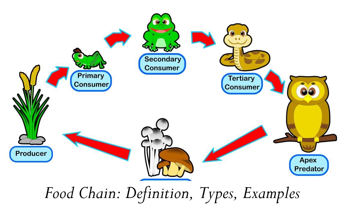 Food Chain Definition, Types, Examples