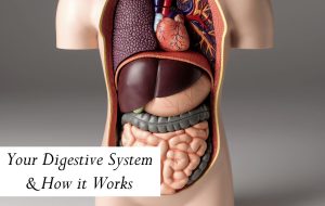 Your Digestive System & How it Works