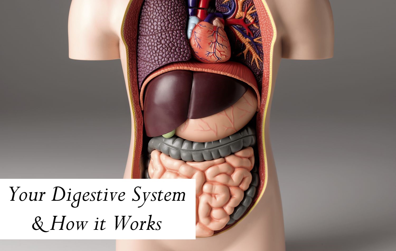 Your Digestive System & How it Works